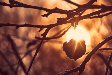 Baharın erken saatlerinde gün batımında ağaçta buruşmuş bir elma. Dalları ve güneş ışınlarıyla çok güzel doğal bir arka plan.