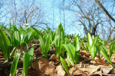 Vahşi sarımsak, Ramson, Buckram, ayı pırasası ya da ayı sarımsağı olarak bilinen Allium ursinum lahanası. Doğal ortamda yenilebilir yabani bitki