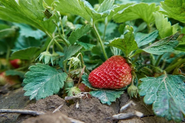 Çalı üzerinde olgun çilekler, yakın plan, güneşli bir yaz gününde. Lezzetli böğürtlen