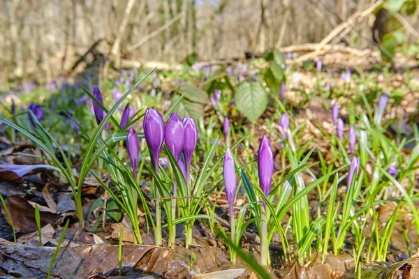 Güneşli bir bahar ormanında çiçek açan mor Crocus grubu.