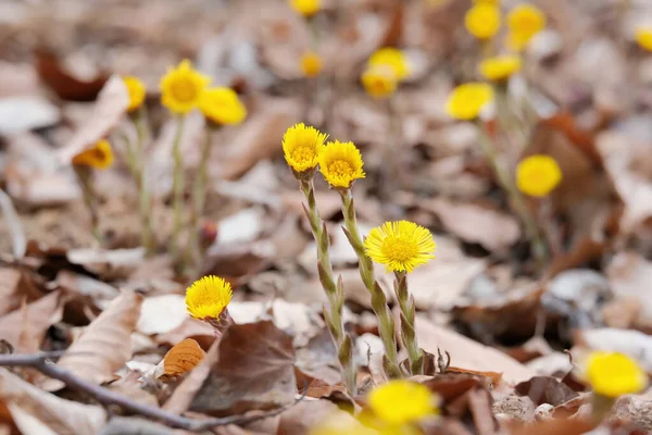 Flores Amarillas Pie Potro Cierran Flores Frescas Primavera Entre Las — Foto de Stock