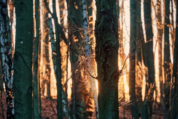 Ηλιοβασίλεμα Στο Δάσος Νωρίς Την Άνοιξη Ήλιος Φωτίζει Λεπτά Γυμνά — Φωτογραφία Αρχείου