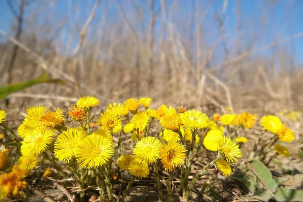 Coltsfoot Floreciente Día Soleado Primavera Planta Medicinal Ambiente Natural — Foto de Stock
