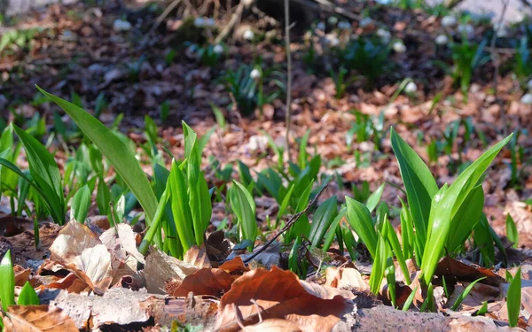 Vahşi sarımsak, Ramson, Buckram, ayı pırasası ya da ayı sarımsağı olarak bilinen Allium ursinum lahanası. Doğal ortamda yenilebilir yabani bitki