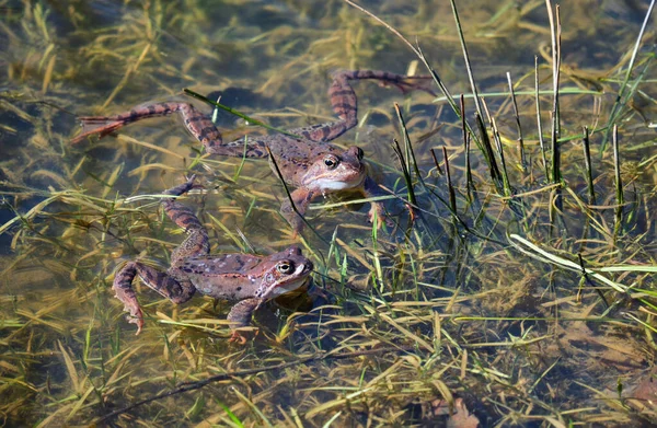 Large frog in the pond. Amphibian during the breeding season
