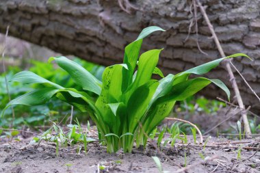 Kumlu zeminde yeşil Allium ursinum yaprakları. Vahşi sarımsak, Ramson, Buckram, ayı pırasası ya da ayı sarımsağı olarak bilinen yenilebilir bitki.