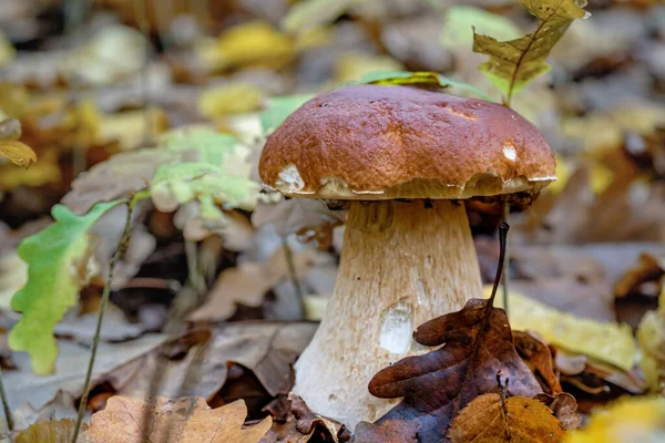 秋の森で大規模なポルチーニキノコのクローズアップ 雨の中 帽子の下に虫が隠れている — ストック写真