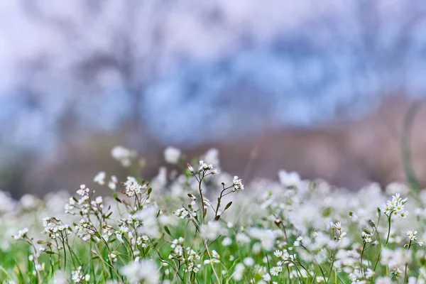 Bir bahar günü çiçek açan Draba verna bitkisi