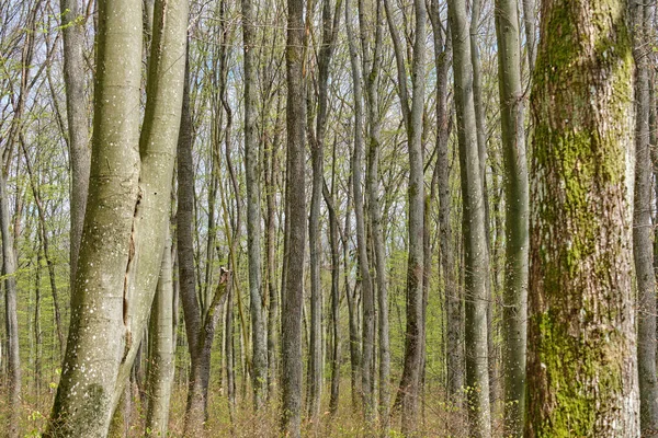 Floresta Decídua Primavera Dia Ensolarado — Fotografia de Stock
