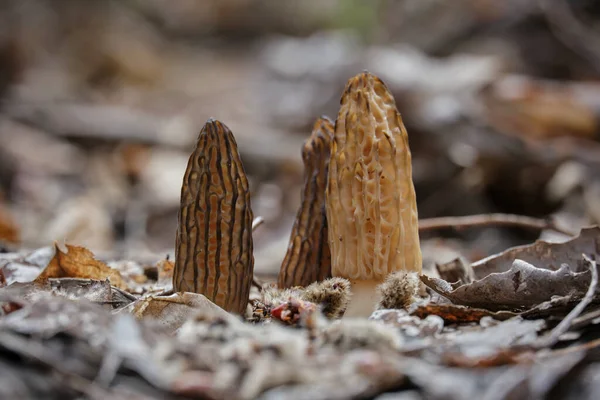 Three Edible Mushrooms Morchella Conica Last Year Dry Leaves First — Stock Photo, Image