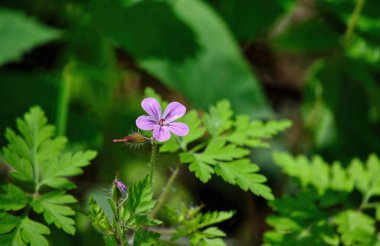 Çiçek açan geranium robertianum, yaygın olarak bitki-Robert ya da Roberts sardunyası olarak bilinir. Yeşil yaz ormanında narin pembe bir çiçek. Doğal ortamda tıbbi bitki