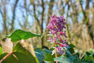 Güneşli bir günde bahar ormanında pembe Corydalis çiçekleri