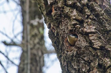 Ağacın oyuğunda bulunan Avrasya tımarhanesi (Sitta europaea)