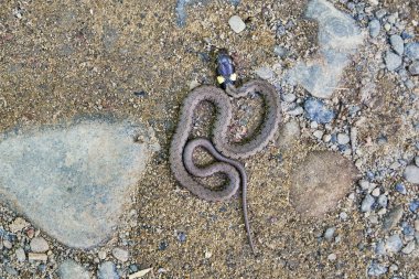 Grass snake (Natrix natrix) on sand and stones clipart