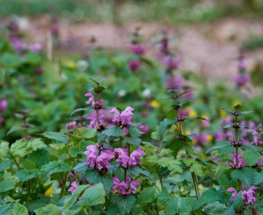 Çiçekli Lamium purpureum. Kırmızı ölü ısırgan otu, mor ölü ısırgan otu ya da bahar ormanlarında mor baş melek olarak bilinir.