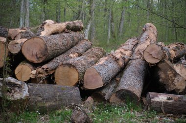 Bahar ormanında düşmüş kayın sandıkları. Ukrayna Karpatları 'nda ormanların yok edilmesi