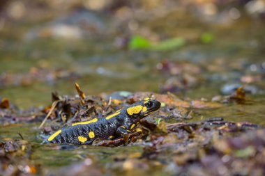 Orman sularındaki sevimli kertenkele ateş semenderi. İlkbaharda amfibi, üreme mevsimi