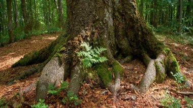 Yeşil eğrelti otu, eski bir ağacın bazal kısmının yakınında. Yaz ormanı manzarası