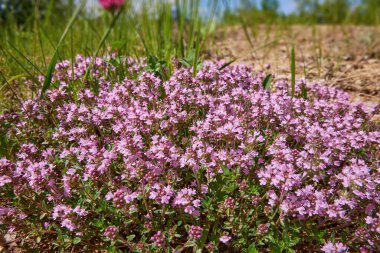 İlaç ve gıda bitkisi Thymus Serpilllum, Breckland kekiği. Çamlık yaban kekiği, sürünen kekik, ya da elf kekikleri. Doğal tıp. Mutfak malzemeleri ve yaşam alanındaki mis kokulu baharat.