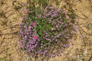 Thymus Serpilllum, Breckland kekiğinin en üst görüntüsü. Vahşi orman kekiği, sürünen kekik ya da yaz tarlasında filizlenen elf kekiği. Doğal tıp. Mutfak malzemeleri ve yaşam alanındaki mis kokulu baharat.