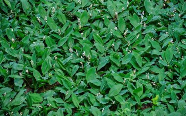 Vadinin çiçekli zambakları, beyaz çiçekler ve yeşil yapraklar. Bitkisel doğal doku.