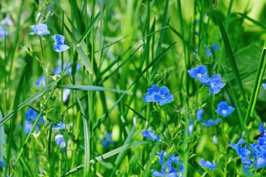 Veronica Chamaedrys 'in mavi çiçekleri, Alman hız kuyusu, kuş bakışı hız kuyusu, ya da kedinin gözleri. Bahar doğal arka plan