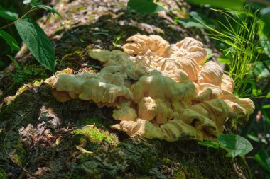 Yenilebilir ağaç mantarı Laetiporus sülfür yaygın isimleri: Orman yengeci, sülfür poliporu, sülfür rafı ve orman tavuğu..