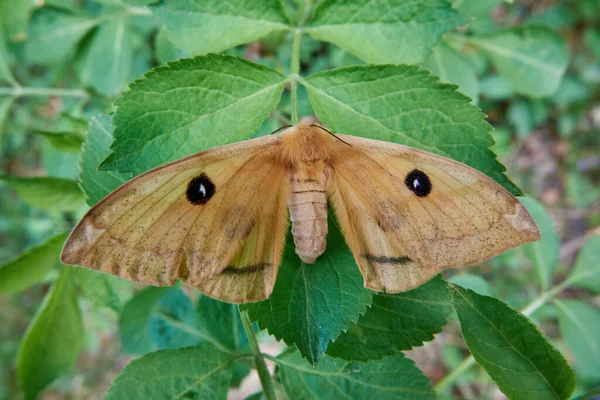 Motyl Aglia Tau Lub Cesarz Tau Zbliżenie Wśród Zielonych Liści — Zdjęcie stockowe