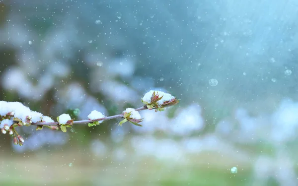 Flores Manzano Primavera Nieve Cerca Con Hermoso Fondo Abstracto Agudo —  Fotos de Stock