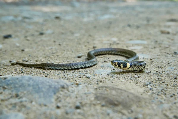 Small Young Grass Snake Natrix Natrix Sand Small Stones — Stock Photo, Image