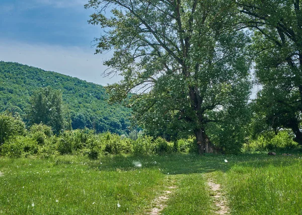 Uçan tüylerle dolu kır manzarası. Alerji tehlikesi, havaya bitki alerjisi.