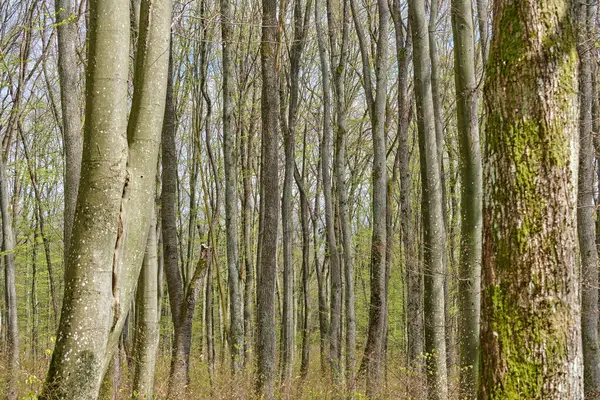Frühling Laubwald Einem Sonnigen Tag — Stockfoto