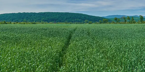 Dağların arka planında ezilmiş kökleri olan yeşil buğday tarlası.