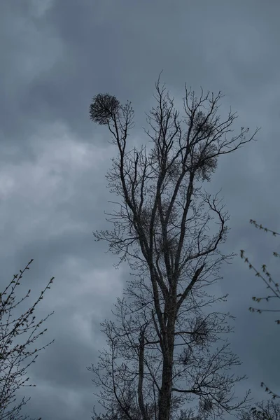 暗い曇りの空に対して愛人によって打たれた古い木のシルエット — ストック写真