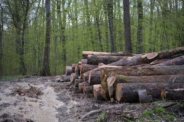 Troncos Haya Talados Bosque Primavera Deforestación Los Cárpatos Ucranianos —  Fotos de Stock