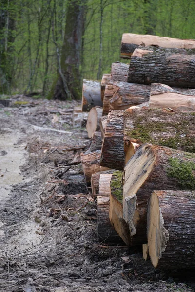 Gevelde Beukenstammen Het Voorjaarsbos Ontbossing Oekraïense Karpaten — Stockfoto