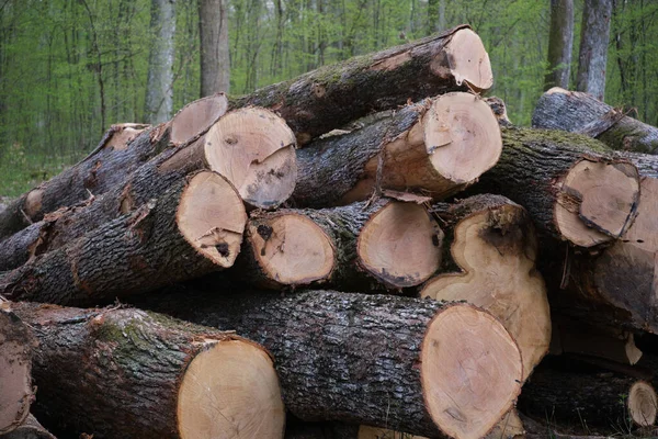 Bükkfatörzsek Hullottak Tavaszi Erdőben Erdőirtás Ukrán Kárpátokban — Stock Fotó