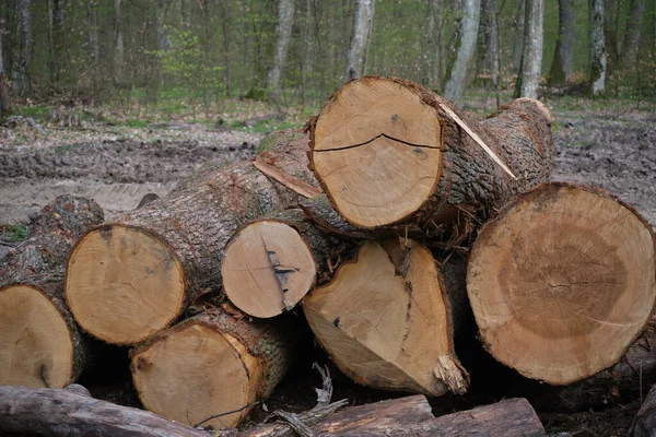 Felled Beech Trunks Spring Forest Deforestation Ukrainian Carpathians — Stock Photo, Image