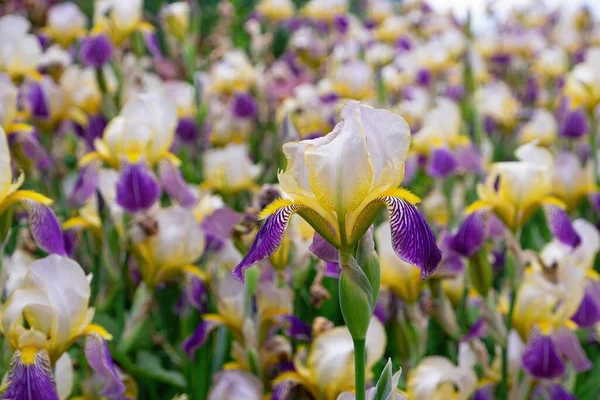 Çiçek açan mor süsen çiçekleri. Doğal çiçek arkaplanı