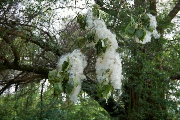 Fluff Poplar Branches Early Summer Time Exacerbations Allergic Diseases — Stock Photo, Image