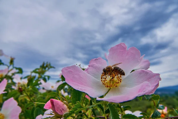 Pszczoła Różanym Kwiatowym Zbliżeniu Pochmurny Letni Dzień — Zdjęcie stockowe