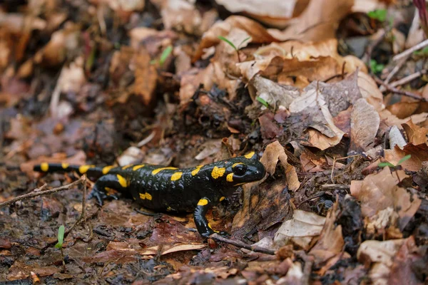 Υπέροχη Σαύρα Φωτιά Salamander Closeup Μεταξύ Των Φύλλων Του Φθινοπώρου — Φωτογραφία Αρχείου