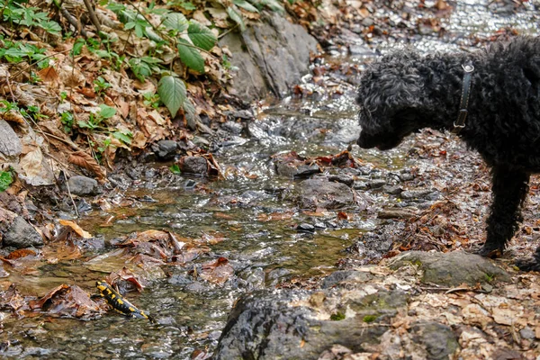 A black dog looks at a rare animal, a fire salamander, near a forest stream