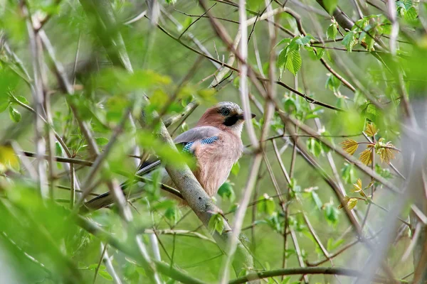 Jay Branches Bird Natural Environment — Stock Photo, Image