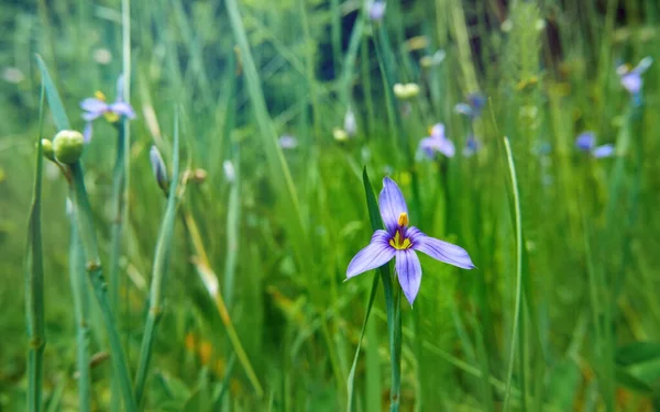 Kwitnące Dzikie Strupy Syzyrinchium Letnim Lesie Fioletowe Piękne Kwiaty Naturalnym — Zdjęcie stockowe