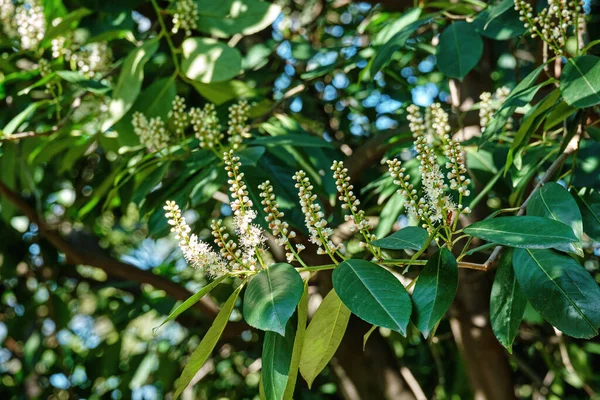 Λευκό Άνθος Prunus Laurocerasus Επίσης Γνωστή Δάφνη Κεράσι Κοινή Δάφνη — Φωτογραφία Αρχείου