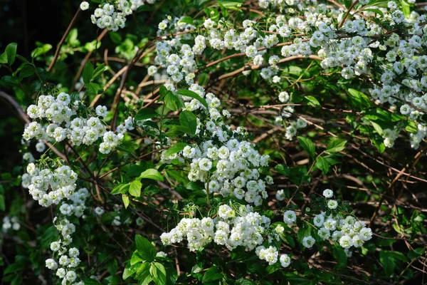 Ανθισμένα Σπιράια Prunifolia Κοινώς Γνωστά Bridalwreath Spirea Όμορφο Διακοσμητικό Φυτό — Φωτογραφία Αρχείου
