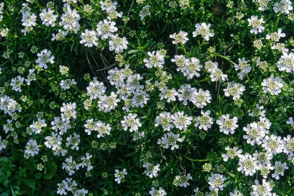 Białe Kwiaty Iberis Powszechnie Nazywane Candytuft Piękny Ozdobny Widok Góry — Zdjęcie stockowe