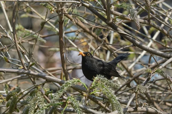 真正的画眉 美丽的黑鸟 嘴里衔着虫子 在树枝间飞舞 — 图库照片