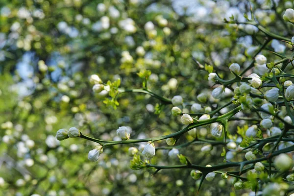 Białe Pąki Kwiaty Trójlistnej Pomarańczy Citrus Trifoliata Lub Poncirus Trifoliata — Zdjęcie stockowe